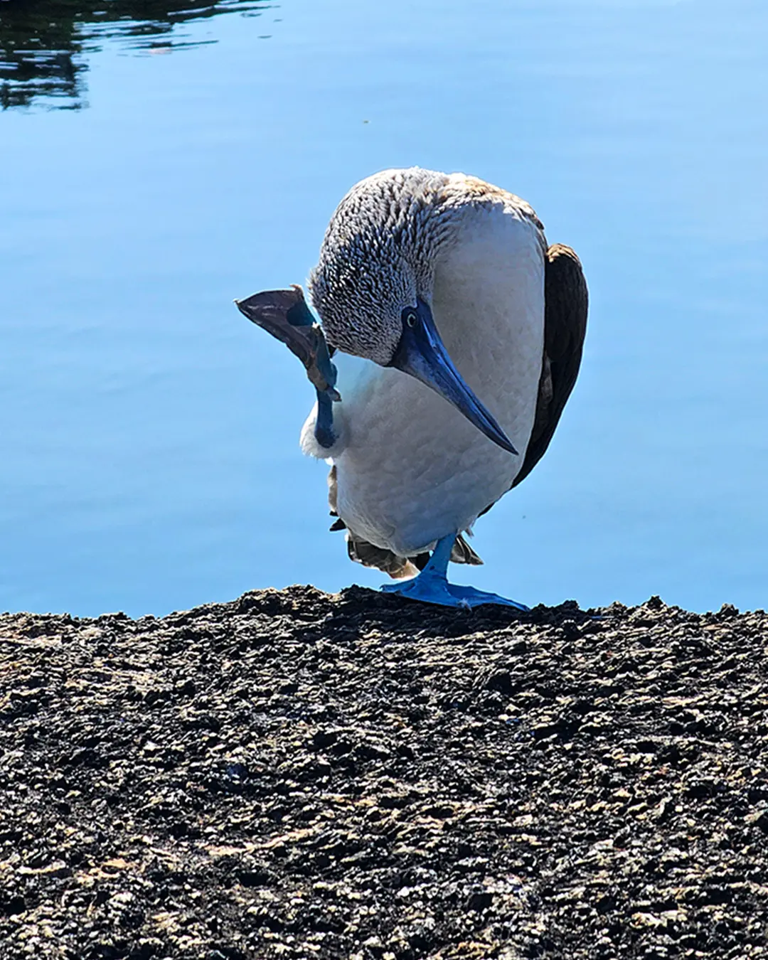 Galapagos Islands coastal landscape