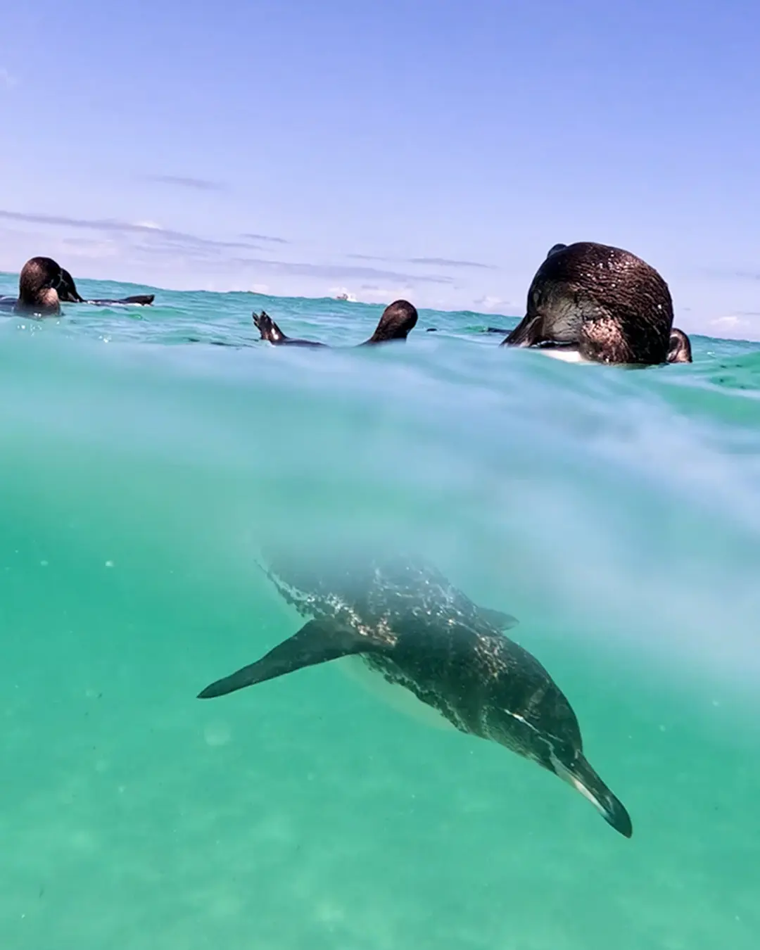 Sea lions resting along the coast